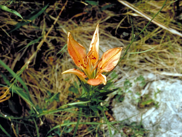 Lilium philadelphicum (Wood lily) #485