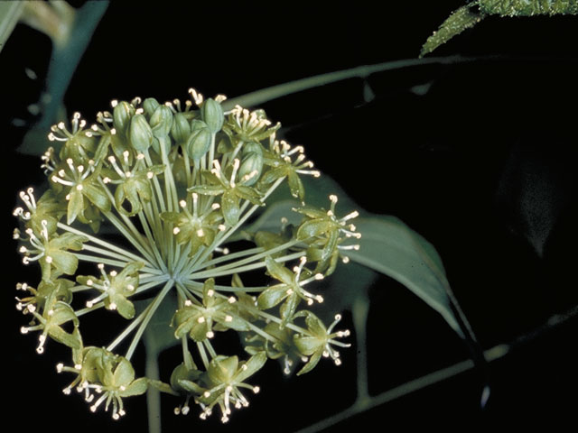 Smilax herbacea (Smooth carrionflower) #581