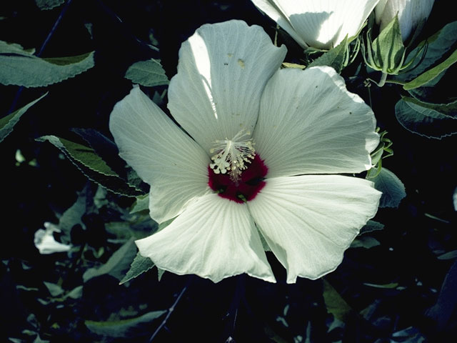 Hibiscus lasiocarpos (Woolly rose-mallow) #827