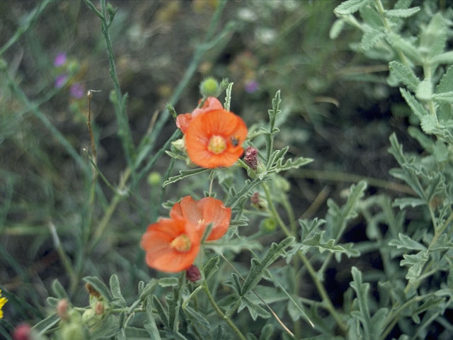 Sphaeralcea leptophylla (Scaly globemallow) #927