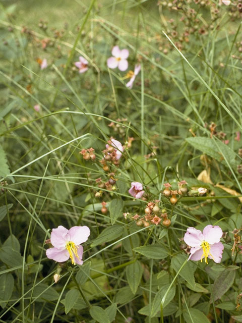 Rhexia mariana (Maryland meadow beauty) #959