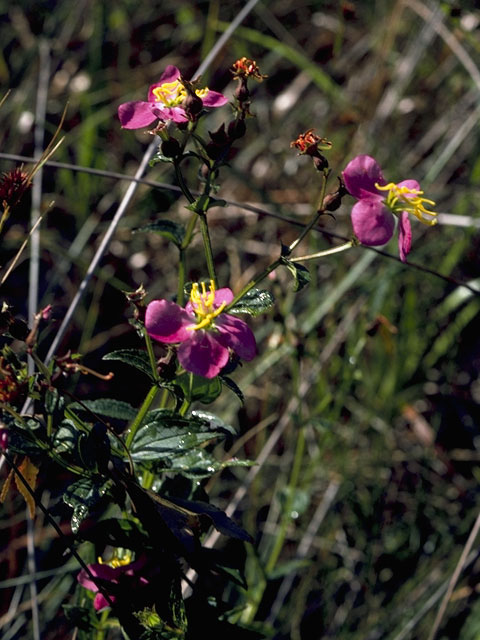 Rhexia virginica (Handsome-harry) #967