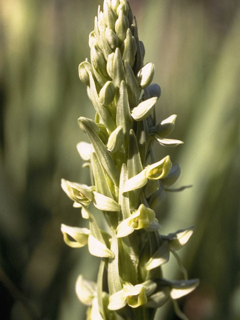 Platanthera stricta (Slender bog orchid) #1098