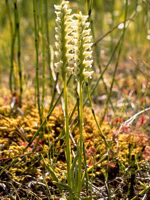 Spiranthes romanzoffiana (Hooded ladies'-tresses) #1127