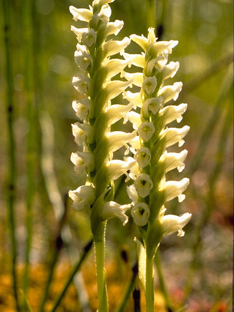 Spiranthes romanzoffiana (Hooded ladies'-tresses) #1128