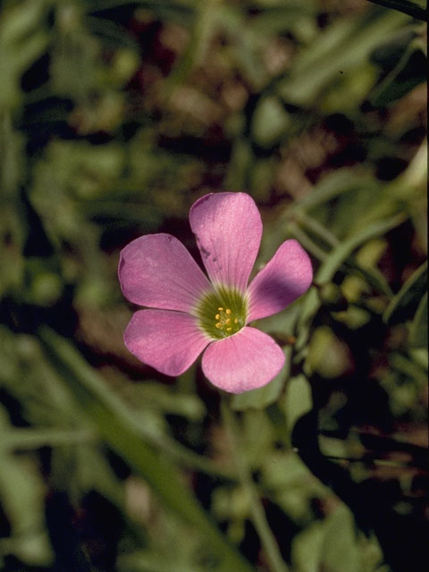 Oxalis drummondii (Drummond's wood-sorrel) #1163