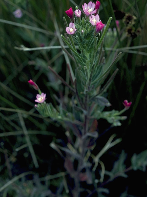 Epilobium ciliatum ssp. ciliatum (Fringed willowherb) #1181