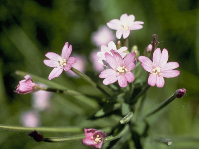 Epilobium hornemannii (Hornemann's willowherb) #1203