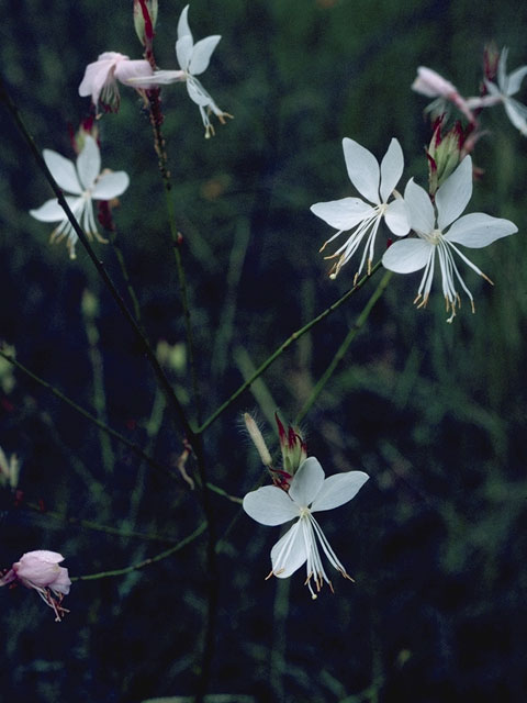 Oenothera lindheimeri (White gaura) #1229