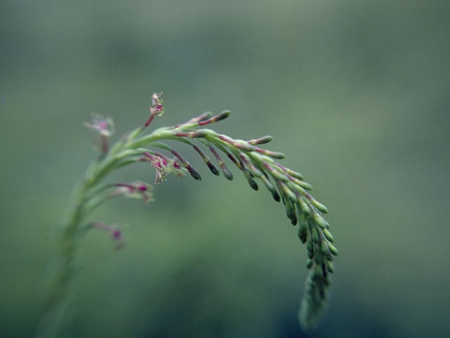 Oenothera curtiflora (Velvetweed) #1235