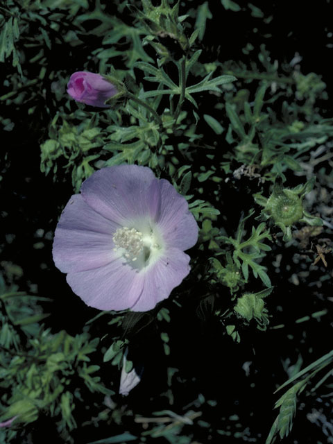 Callirhoe alcaeoides (Light poppymallow) #1297