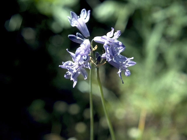 Triteleia grandiflora var. grandiflora (Largeflower triteleia) #1339