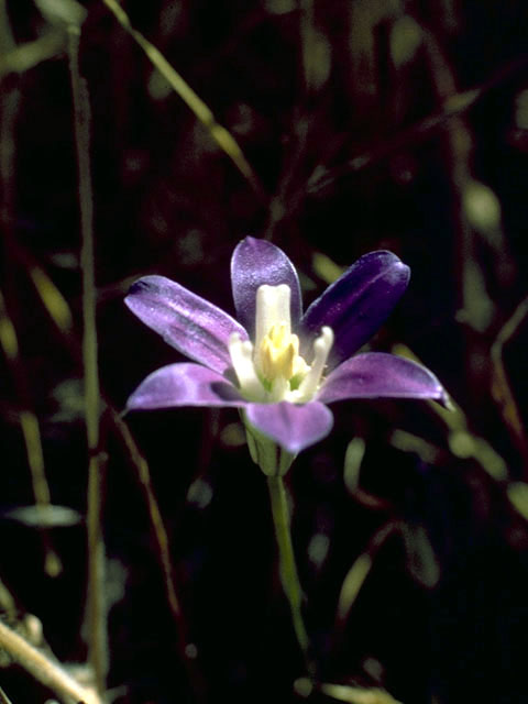 Brodiaea elegans (Harvest brodiaea) #1340