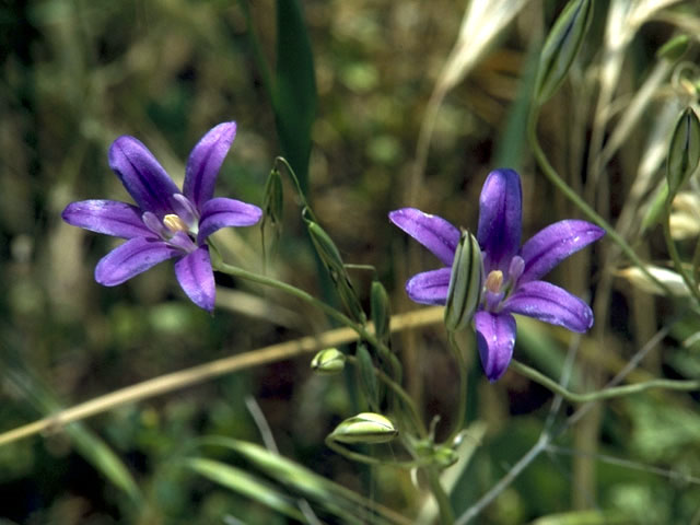 Brodiaea elegans (Harvest brodiaea) #1344