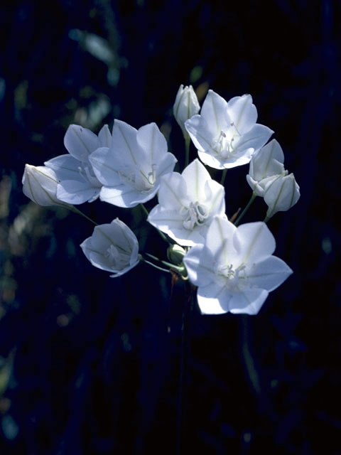 Triteleia grandiflora var. howellii (Howell's triteleia) #1348