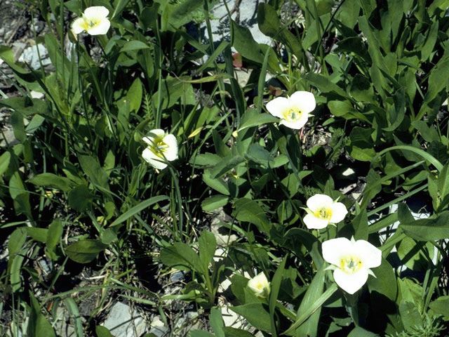 Calochortus apiculatus (Pointedtip mariposa lily) #1386