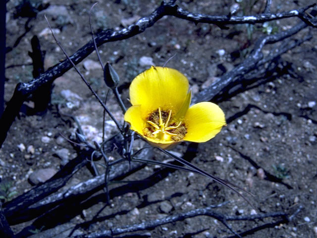 Calochortus concolor (Goldenbowl mariposa lily) #1399