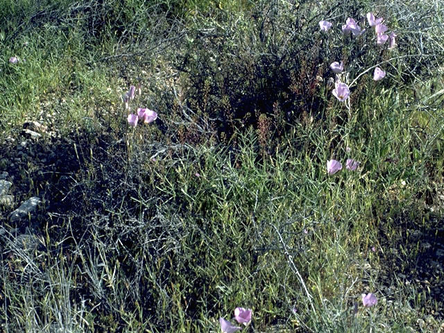 Calochortus flexuosus (Winding mariposa lily) #1412