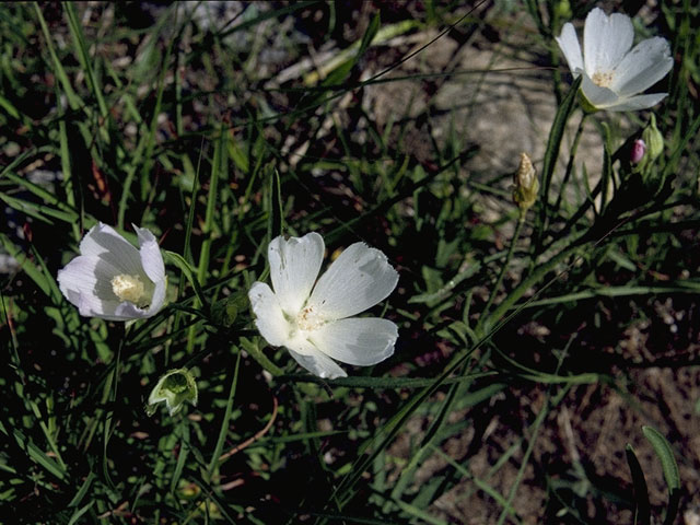 Callirhoe alcaeoides (Light poppymallow) #1517