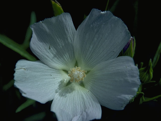 Callirhoe alcaeoides (Light poppymallow) #1520