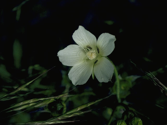 Callirhoe alcaeoides (Light poppymallow) #1522