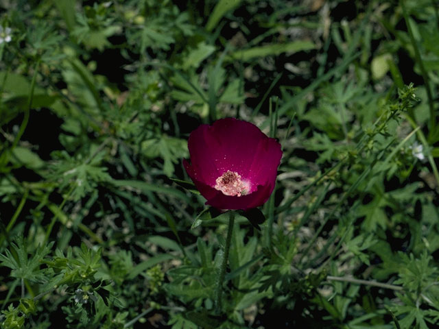 Callirhoe involucrata (Winecup) #1527