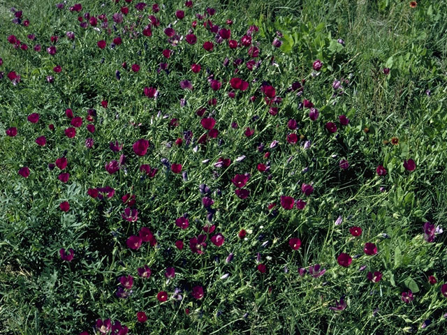 Callirhoe involucrata (Winecup) #1528