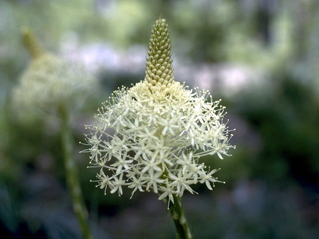 Xerophyllum tenax (Common beargrass) #1668