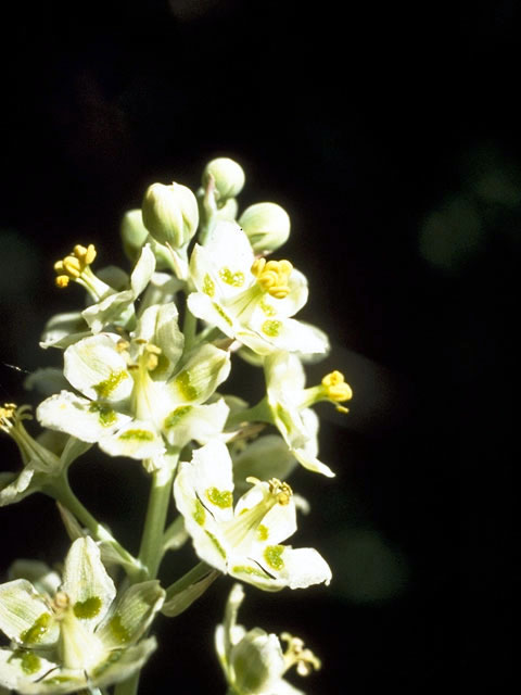 Zigadenus elegans (Mountain death camas) #1727