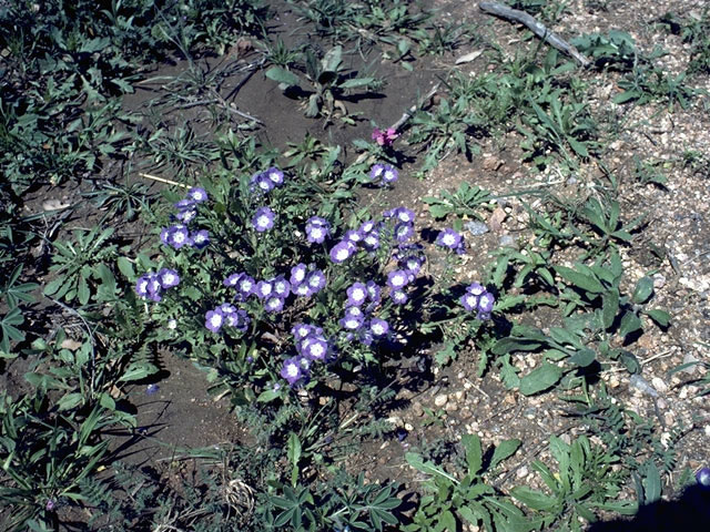 Phacelia patuliflora (Sand phacelia) #1771