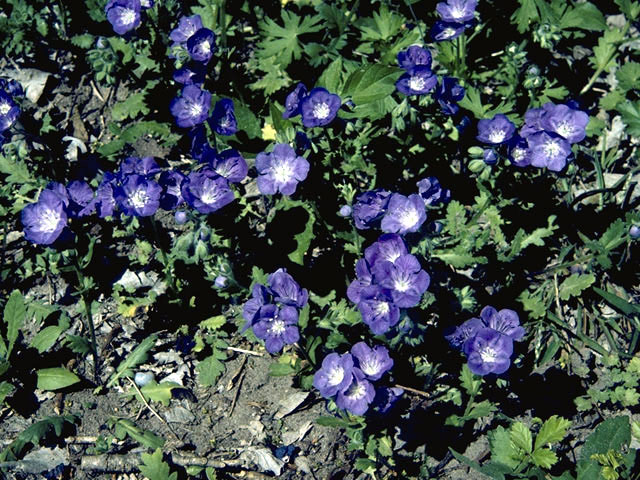 Phacelia patuliflora (Sand phacelia) #1772