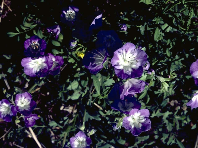 Phacelia patuliflora (Sand phacelia) #1776