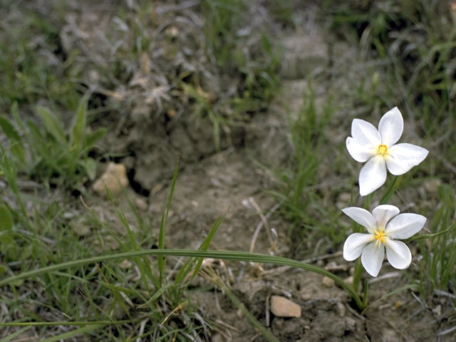 Nemastylis geminiflora (Prairie celestials) #1900