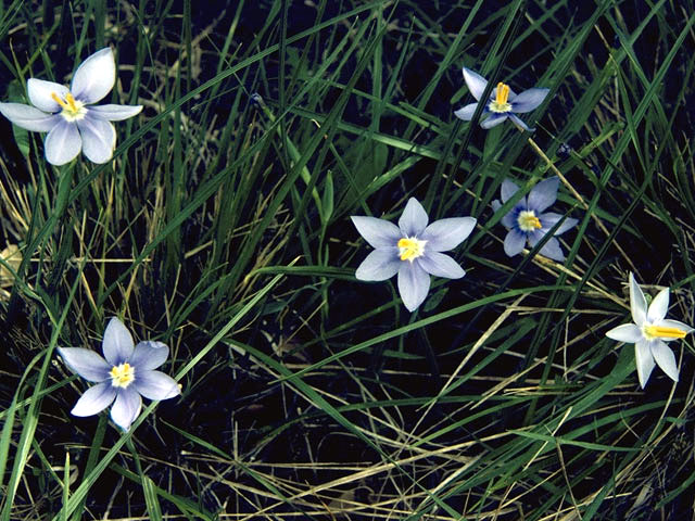 Nemastylis geminiflora (Prairie celestials) #1902
