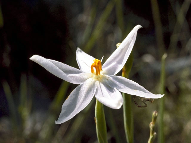 Nemastylis geminiflora (Prairie celestials) #1904