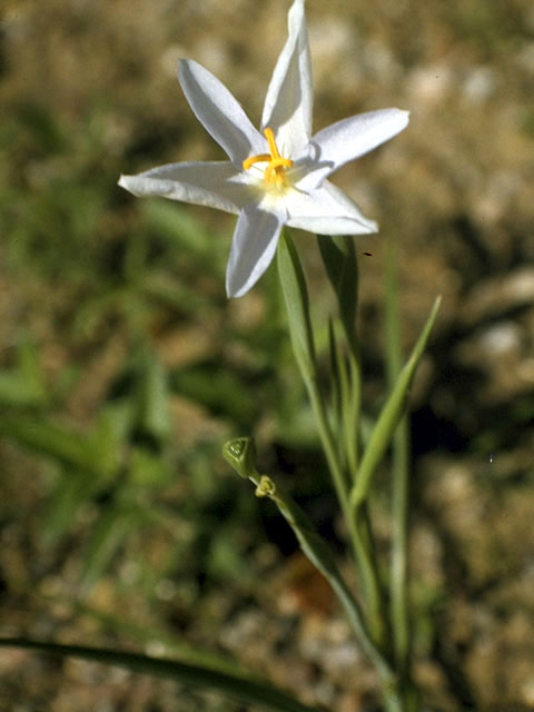 Nemastylis geminiflora (Prairie celestials) #1906