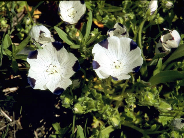 Nemophila maculata (Fivespot) #1948