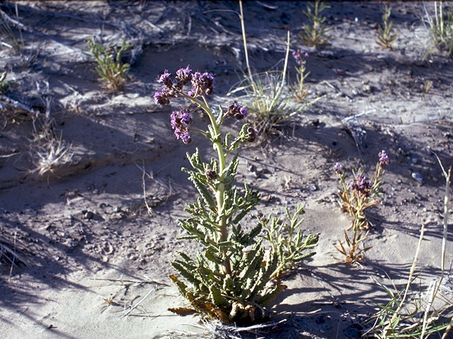 Phacelia coerulea (Skyblue phacelia) #1973