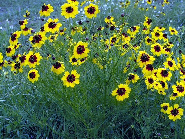 Coreopsis wrightii (Rock tickseed) #2024