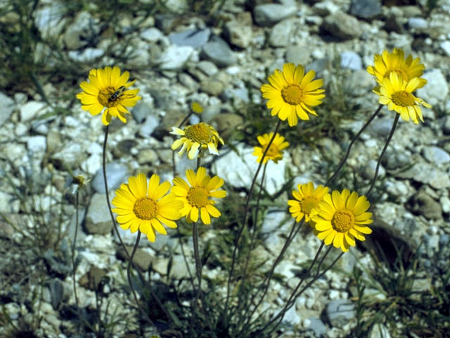 Thymophylla pentachaeta var. pentachaeta (Parralena) #2059