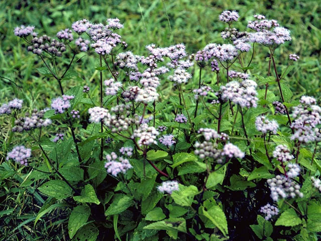 Conoclinium coelestinum (Blue mistflower) #2205