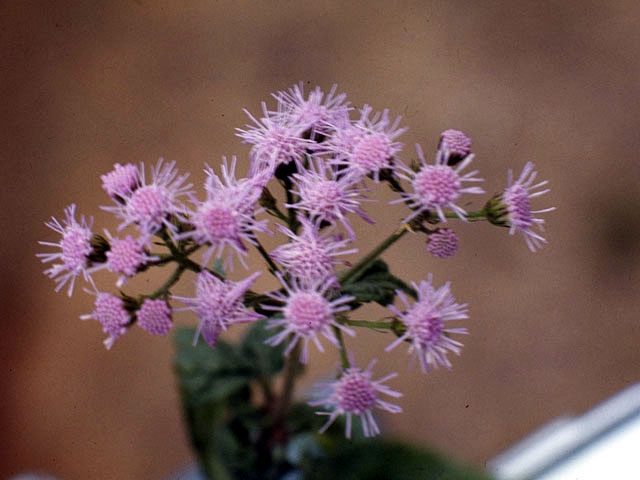 Conoclinium coelestinum (Blue mistflower) #2206