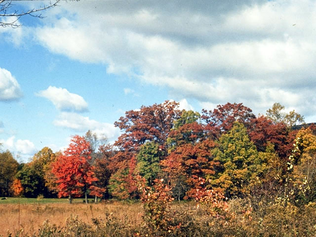 Acer rubrum (Red maple) #2373