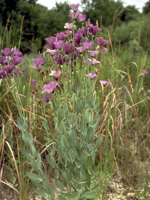 Eustoma exaltatum ssp. russellianum (Texas bluebells) #2405