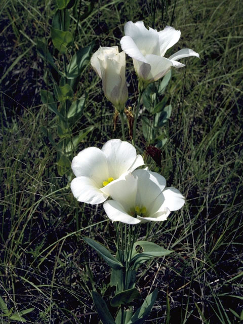 Eustoma exaltatum ssp. russellianum (Texas bluebells) #2406