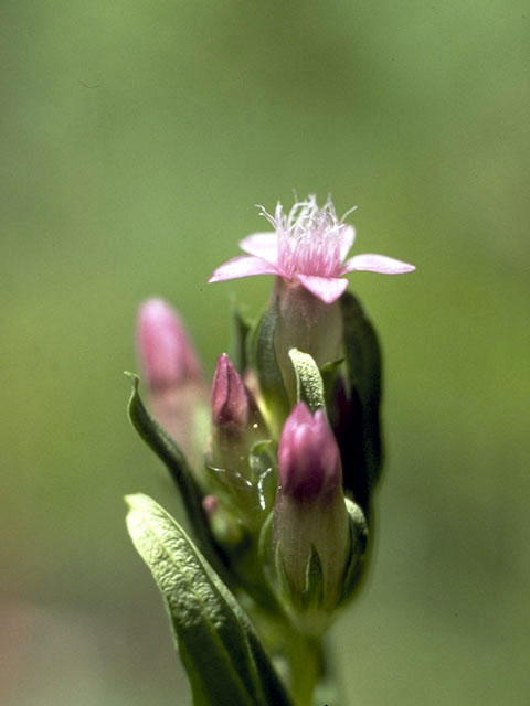 Gentianella amarella ssp. acuta (Autumn dwarf gentian) #2421