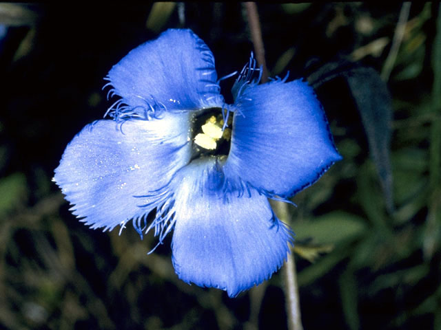 Gentianopsis crinita (Greater fringed gentian) #2433