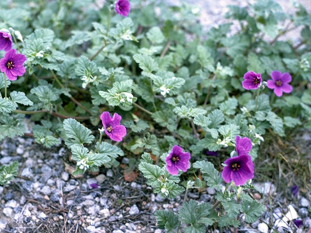 Erodium texanum (Texas stork's bill) #2508