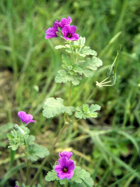 Erodium texanum (Texas stork's bill) #2509