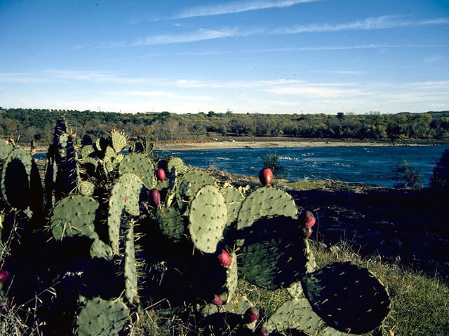 Opuntia engelmannii var. lindheimeri (Texas prickly pear) #2587